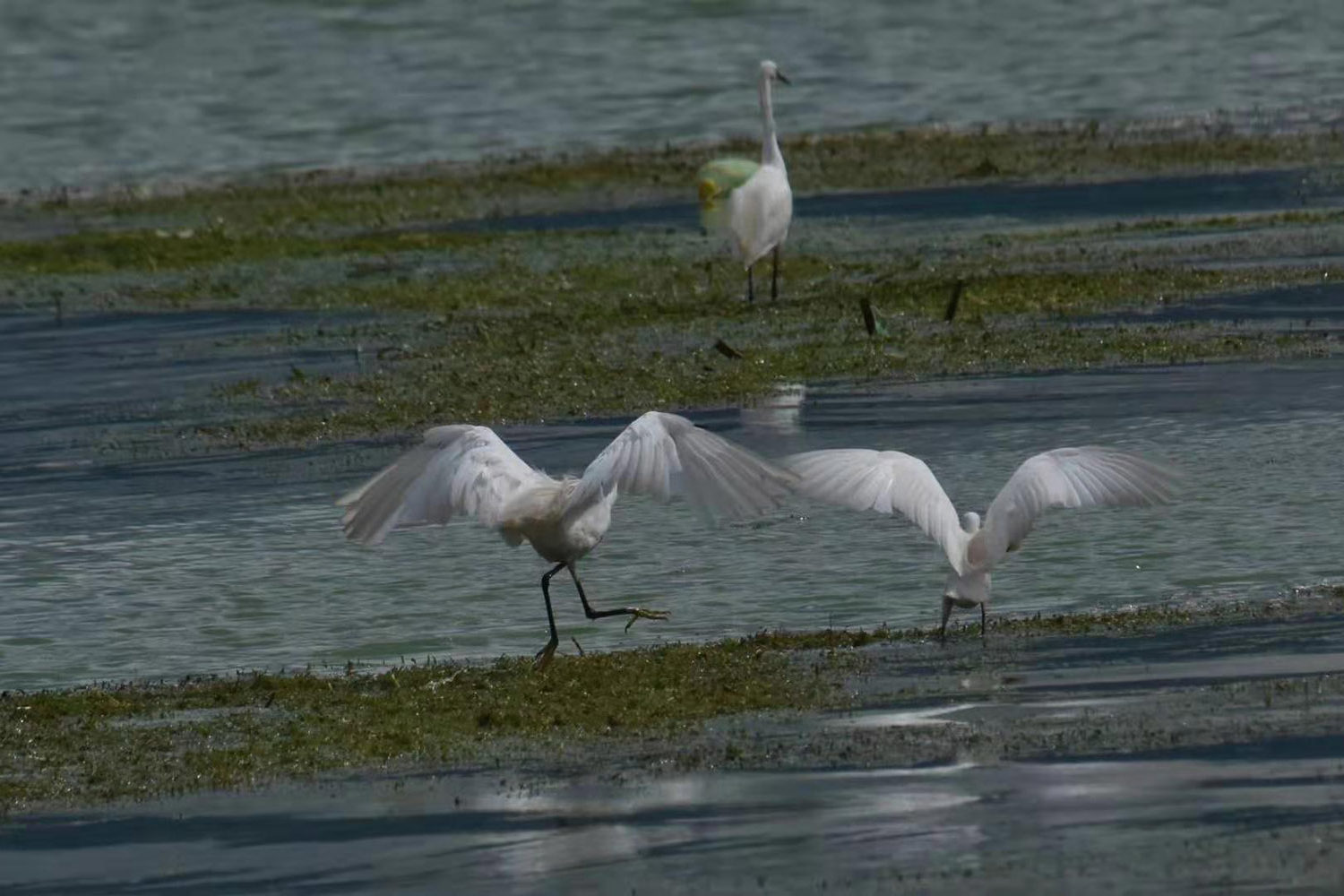 12 days The Bird-Watching and sightseeing Tour in the West Part of Yunnan_7
