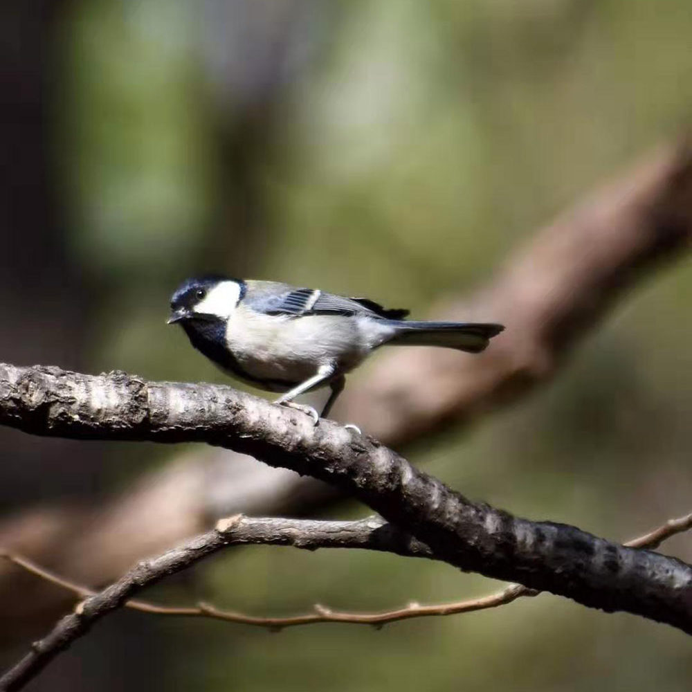 12 days The Bird-Watching and sightseeing Tour in the West Part of Yunnan_7