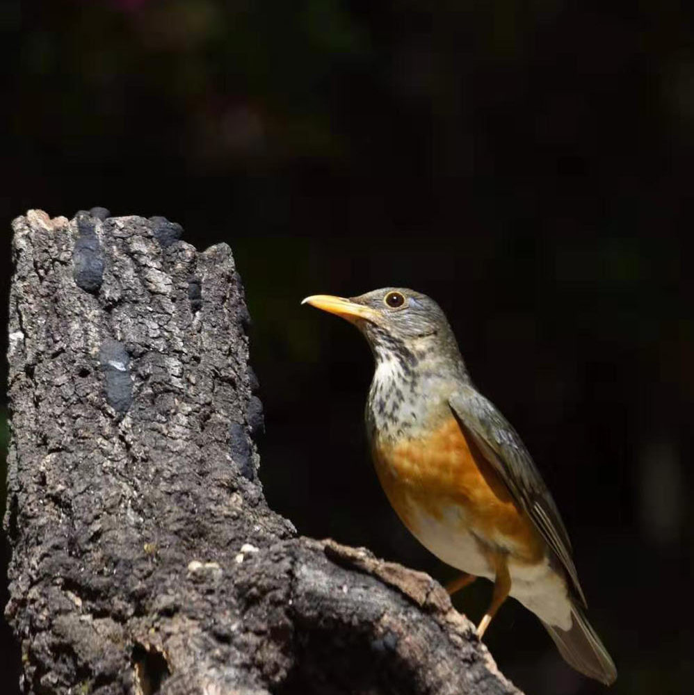 12 days The Bird-Watching and sightseeing Tour in the West Part of Yunnan_7