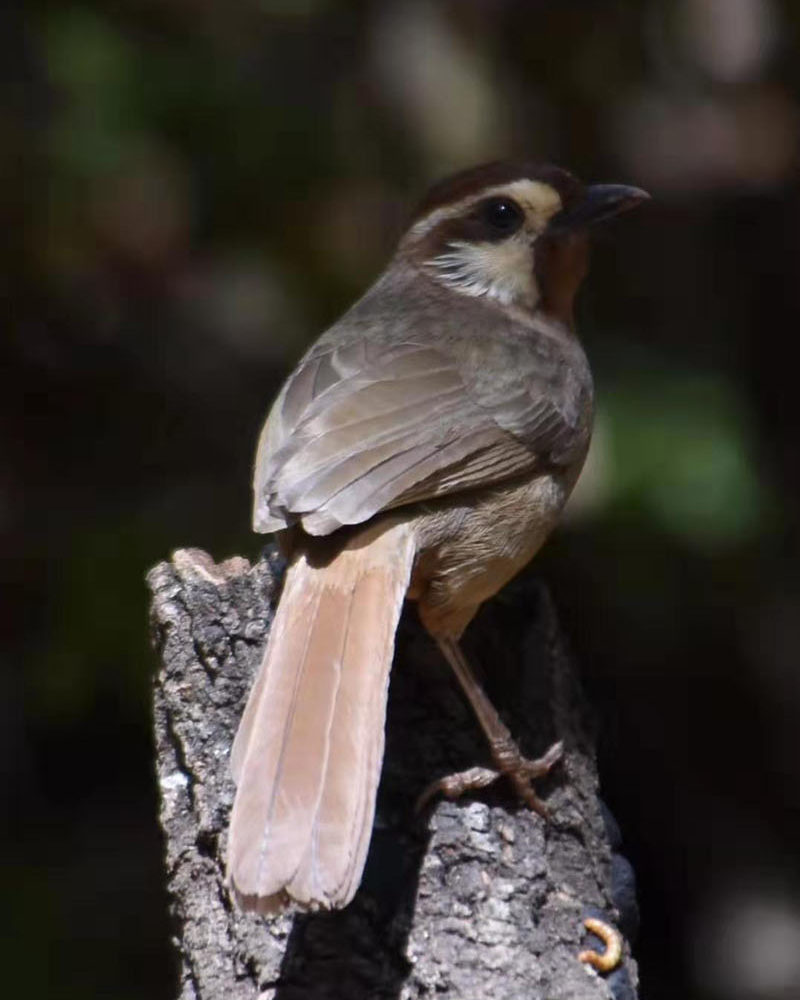 12 days The Bird-Watching and sightseeing Tour in the West Part of Yunnan_7