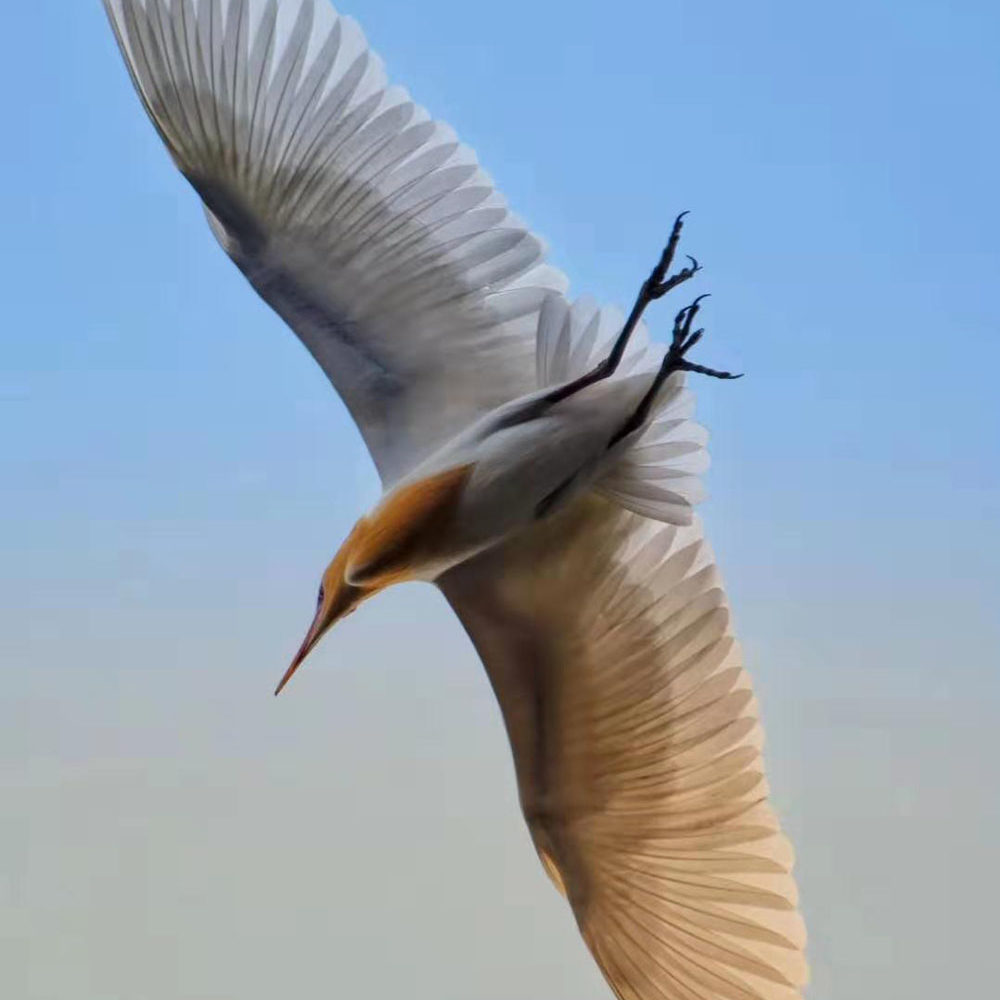 12 days The Bird-Watching and sightseeing Tour in the West Part of Yunnan_7