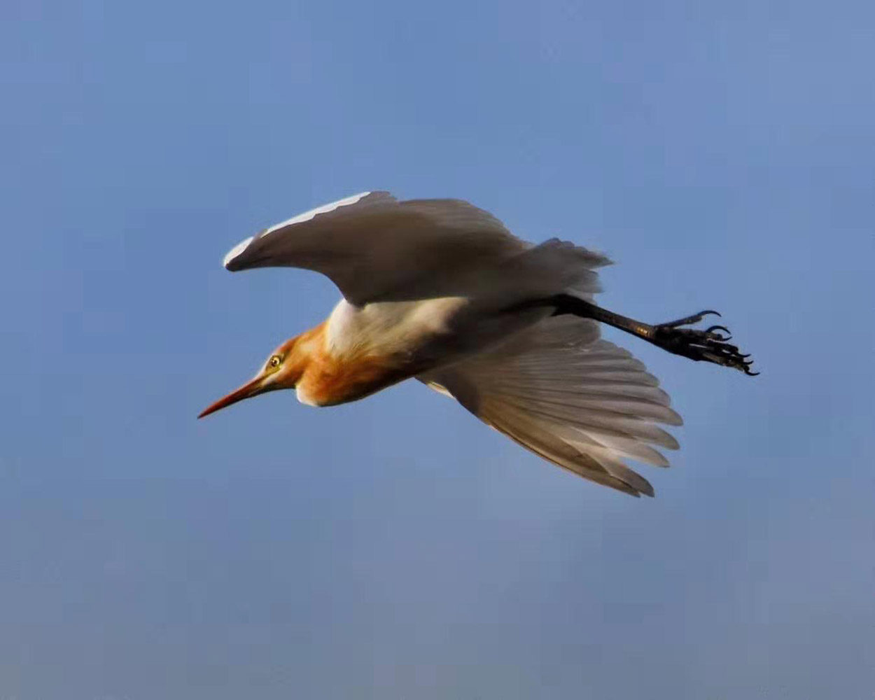 12 days The Bird-Watching and sightseeing Tour in the West Part of Yunnan_8