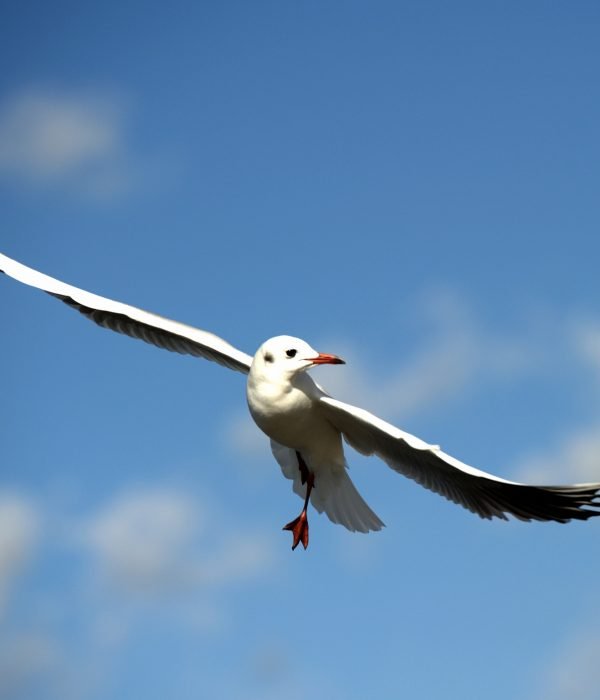 THE BIRD-WATCHING AND SIGHTSEEING TOUR IN THE WEST PART OF YUNNAN
