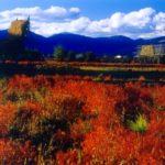 mountain-flowers