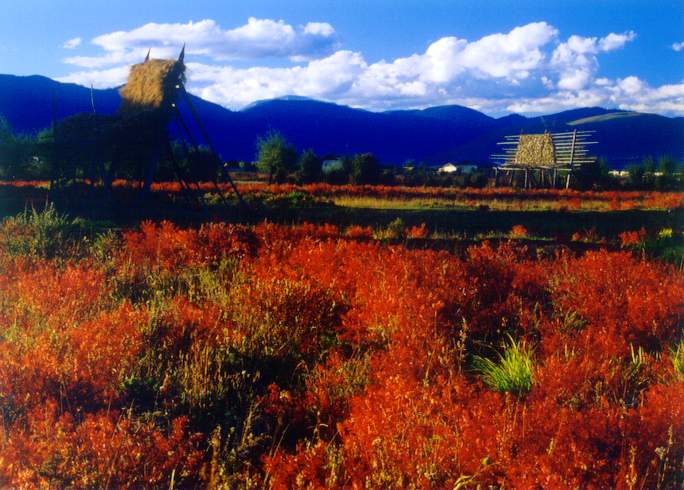 mountain-flowers